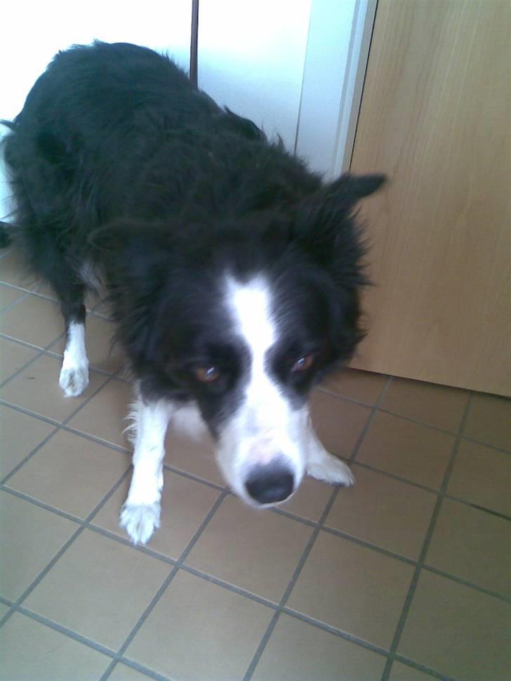 Border collie bessie billede 7