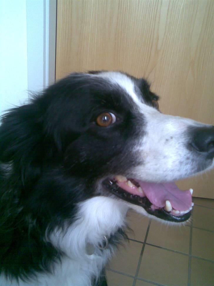 Border collie bessie billede 8