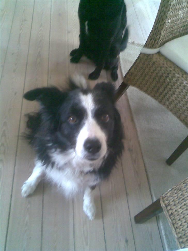 Border collie bessie billede 9