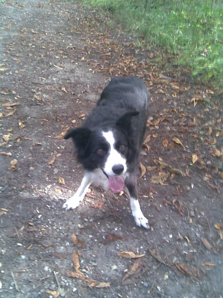 Border collie bessie billede 10