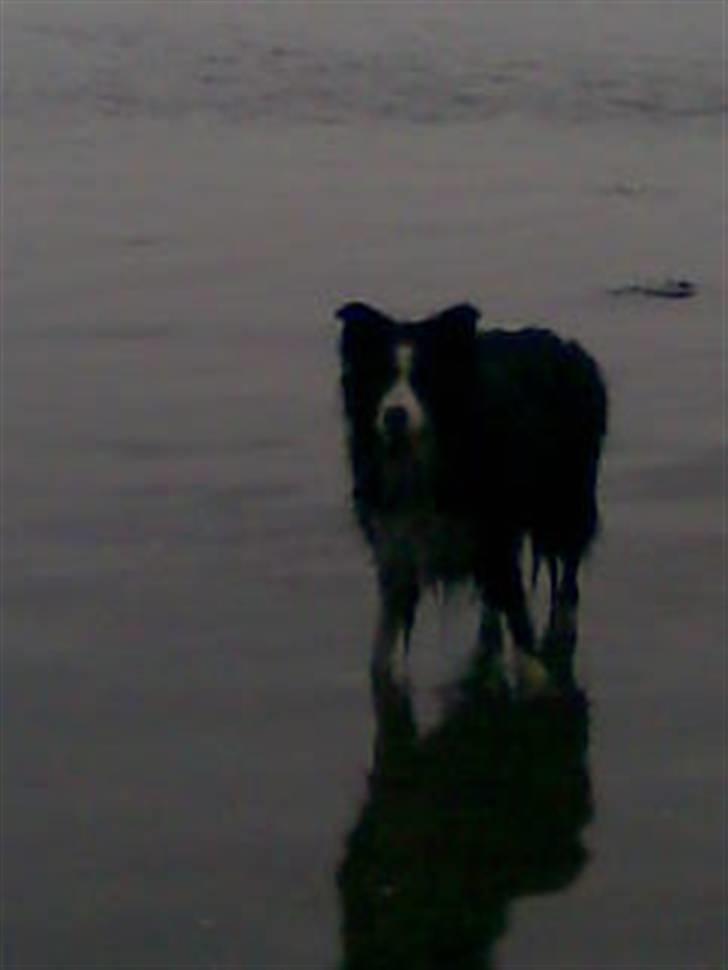 Border collie bessie billede 11