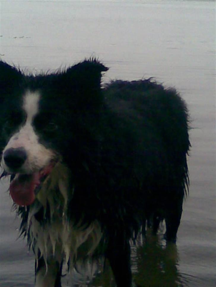 Border collie bessie billede 12