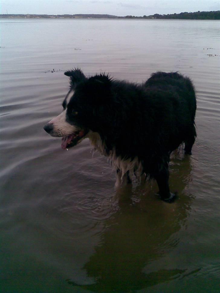 Border collie bessie billede 13