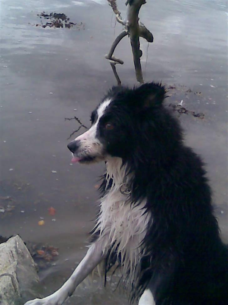 Border collie bessie billede 14