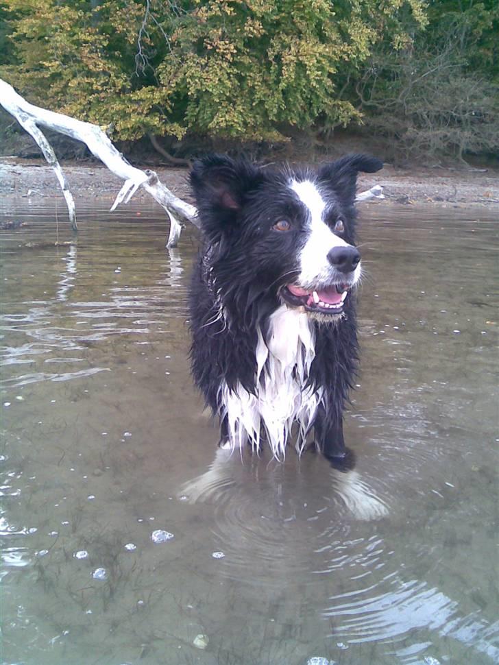 Border collie bessie billede 15