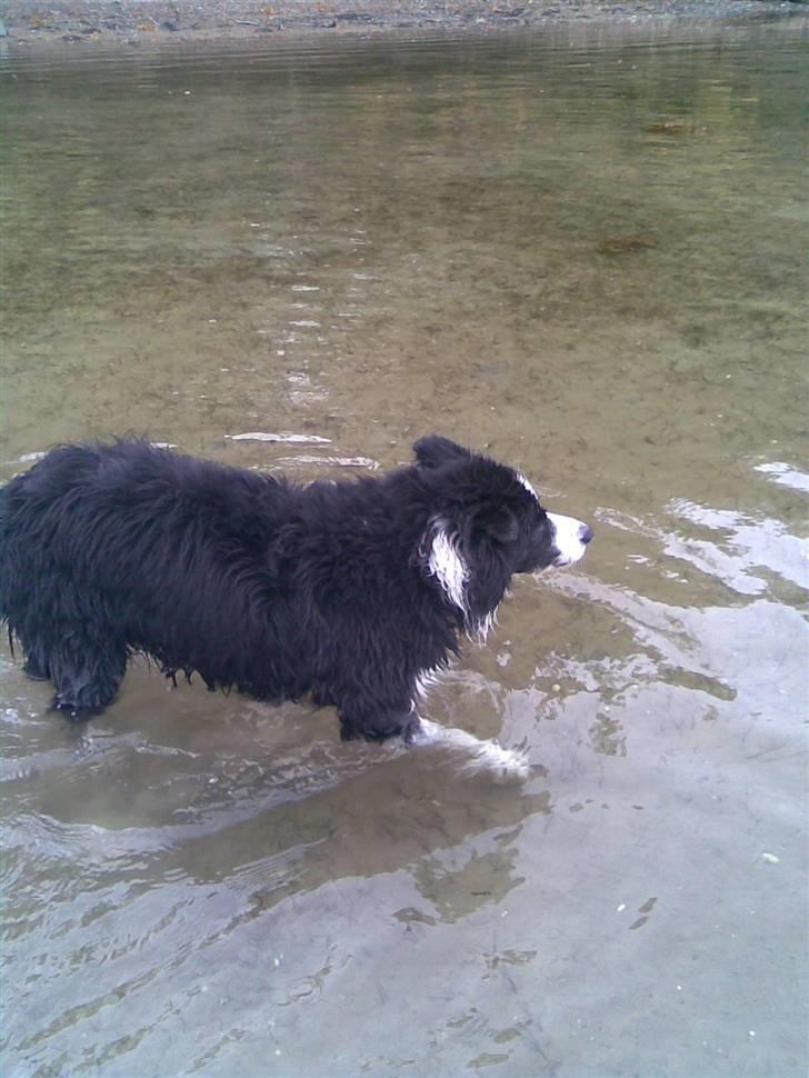 Border collie bessie billede 16