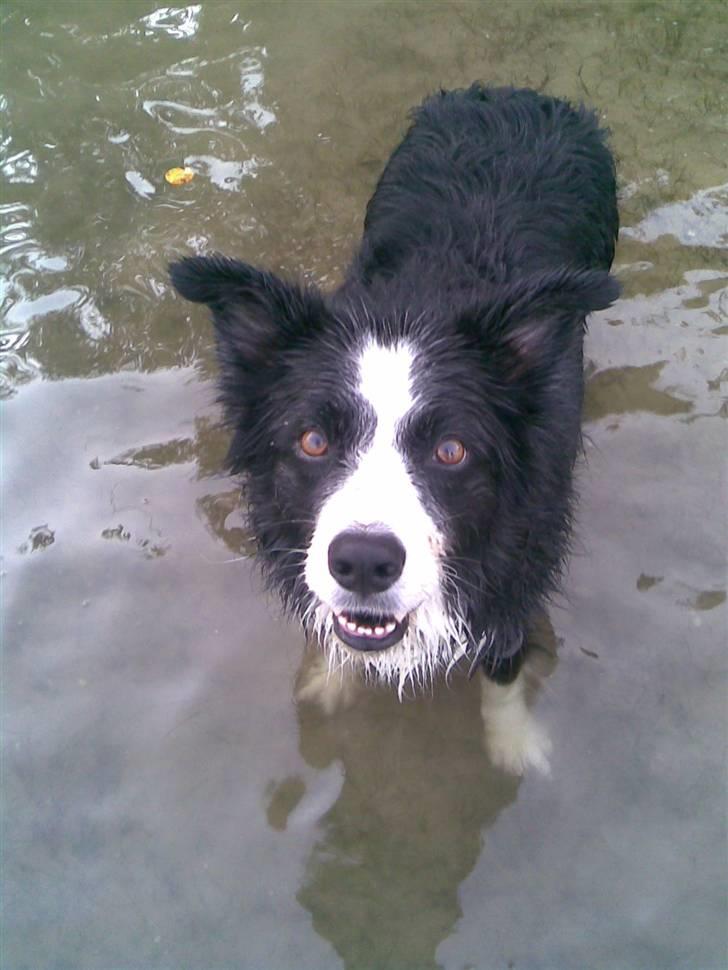 Border collie bessie billede 17