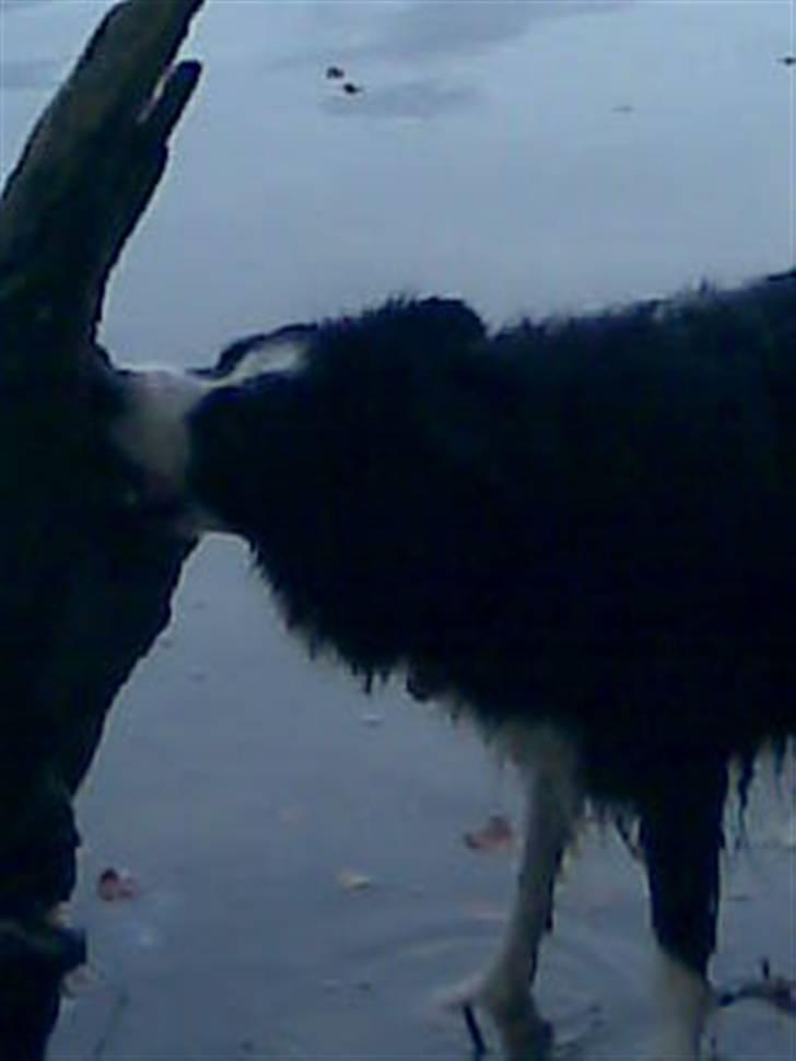 Border collie bessie billede 18
