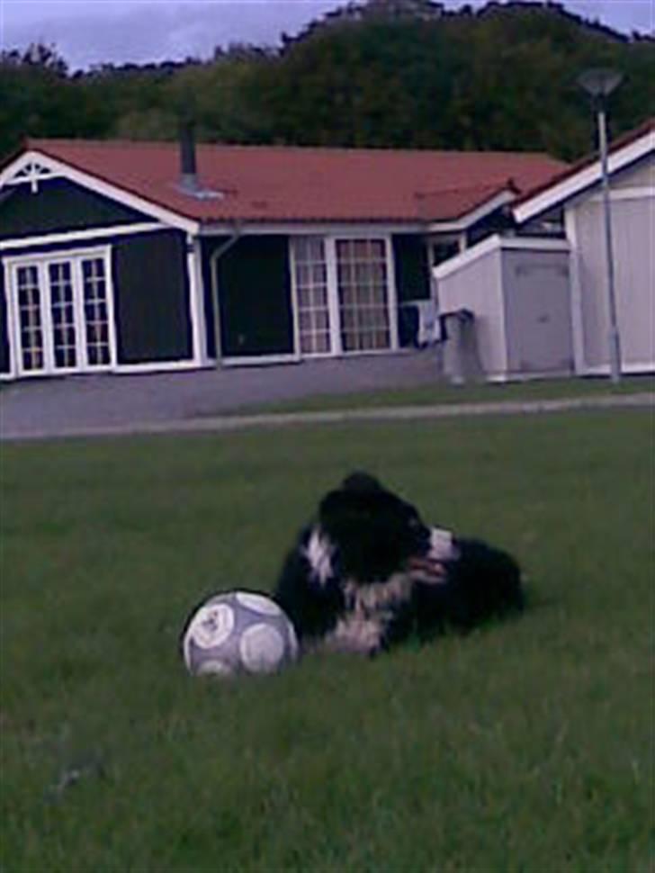 Border collie bessie billede 19