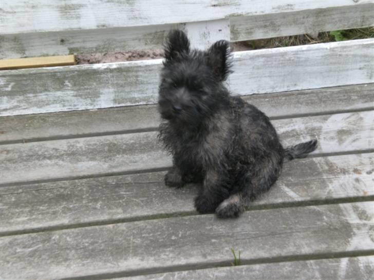 Cairn terrier Mille - Jeg sidder lige og ser godt ud billede 1