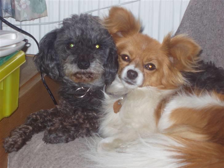 Papillon Max - Her er jeg sammen med min bedste ven Pjevs billede 13