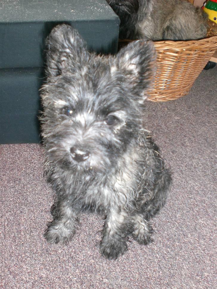 Cairn terrier Mille - Jeg leger lige model igen billede 4