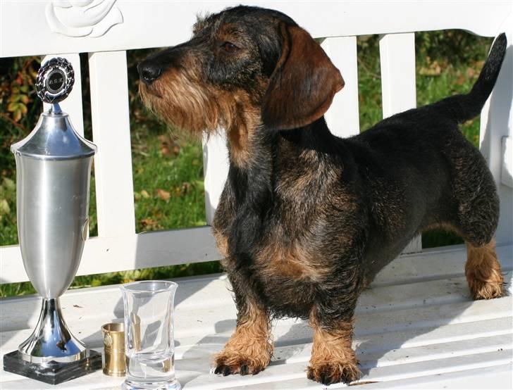 Gravhund Tilde billede 1