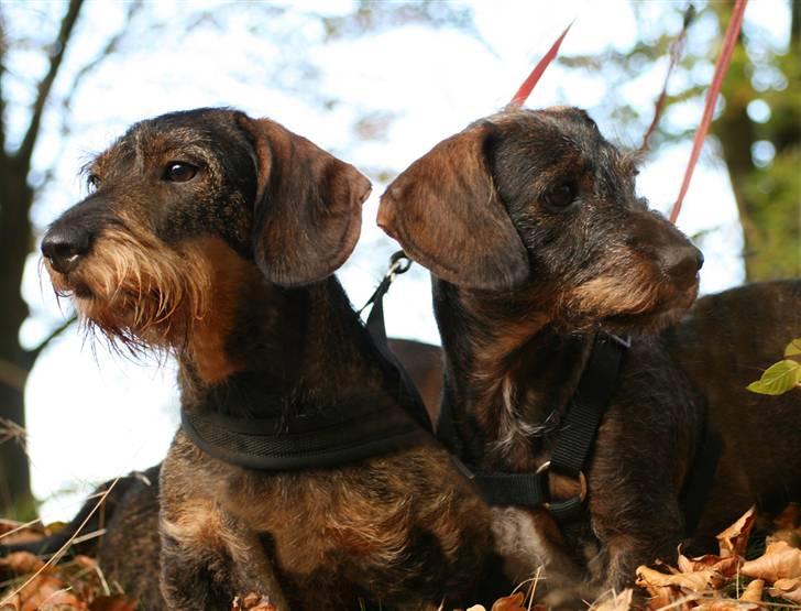 Gravhund Tilde - Freja og Tilde på skovtur billede 2