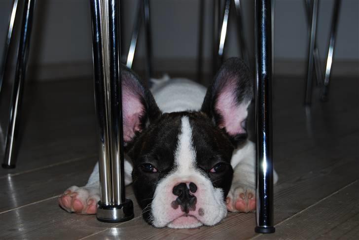 Fransk bulldog Gizmo billede 1