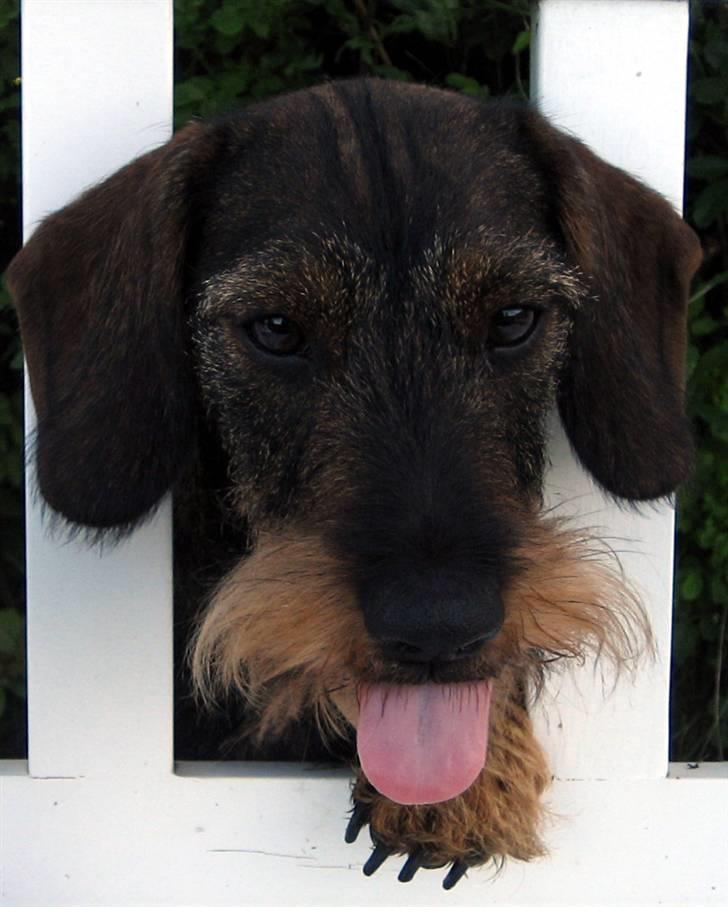 Gravhund Tilde billede 3