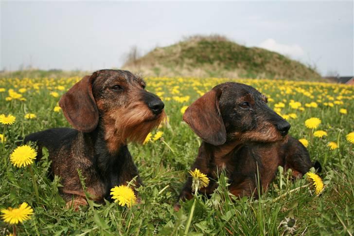 Gravhund Tilde billede 4