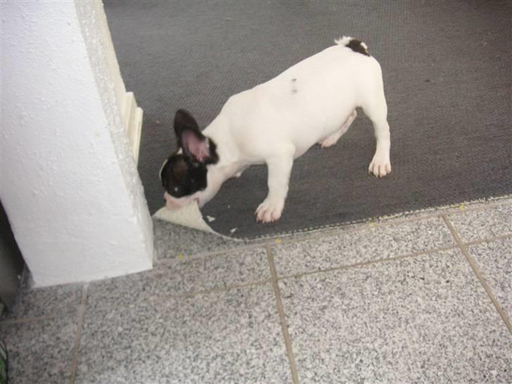 Fransk bulldog Gizmo - Hjælper lige med at fjerne det gamle tæppe billede 2