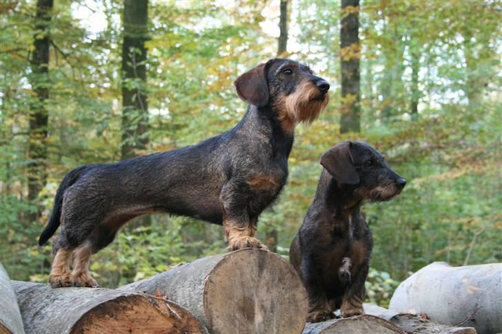 Gravhund Tilde billede 5