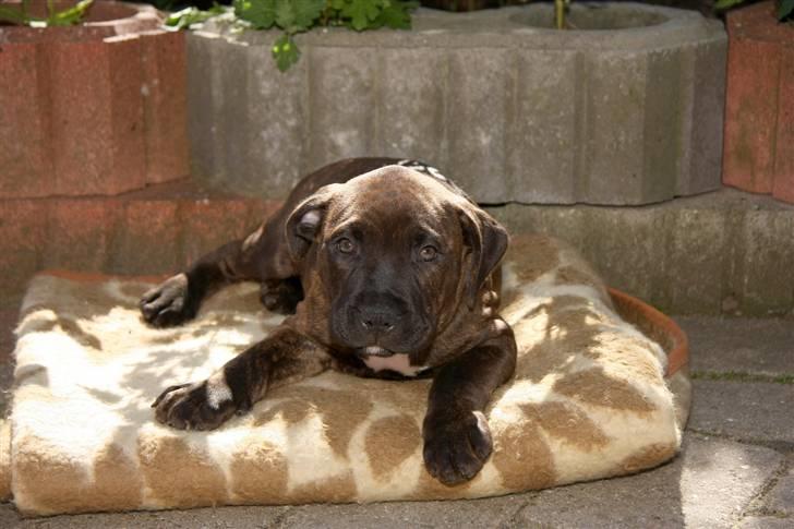 Blanding af racer Kessler - Hejsa. Jeg er Kessler. Velkommen til min profil :) billede 1