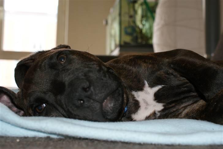 Blanding af racer Kessler - Er jeg ikke sød? :) billede 2