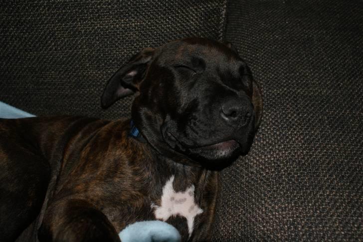 Blanding af racer Kessler - Jeg er en lille træt hvalp, og sover rigtig meget. billede 3