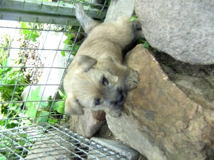Cairn terrier Alfi billede 5