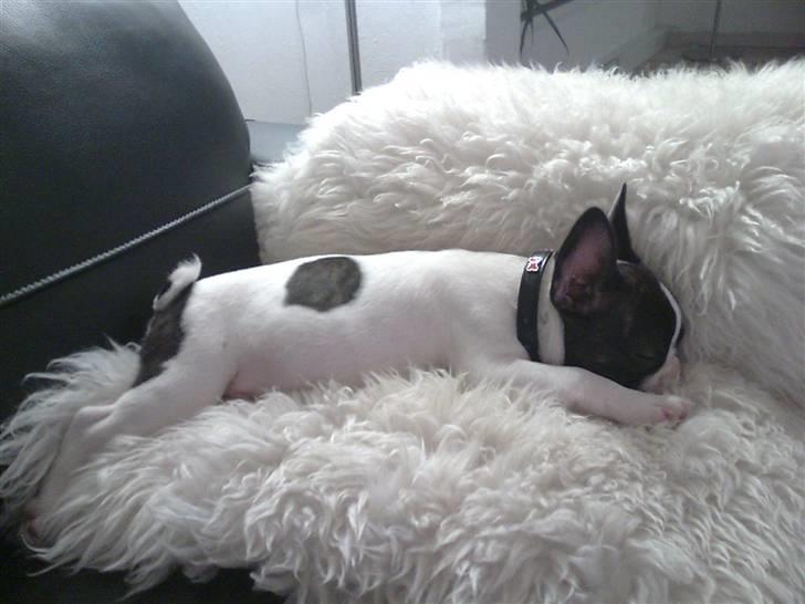 Fransk bulldog Gizmo billede 3