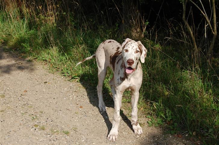 Grand danois Liva - i skoven sept. 2008 NYT billede 10