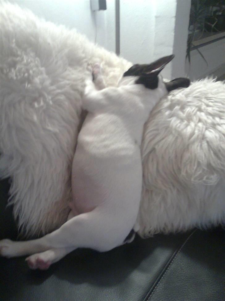 Fransk bulldog Gizmo - Hvordan er det du ligger ? billede 4