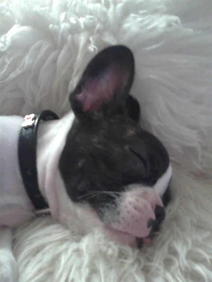 Fransk bulldog Gizmo billede 5