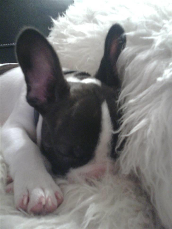 Fransk bulldog Gizmo - Super sød billede 6