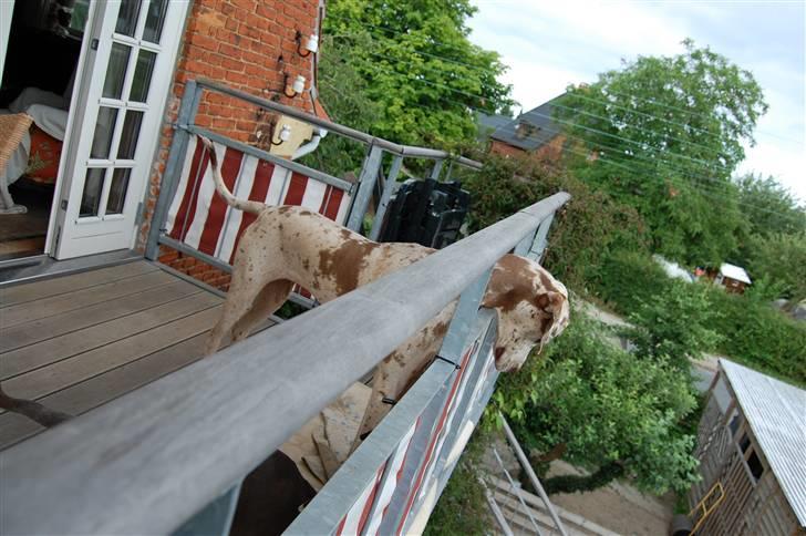 Grand danois Liva - juli 2010 billede 11