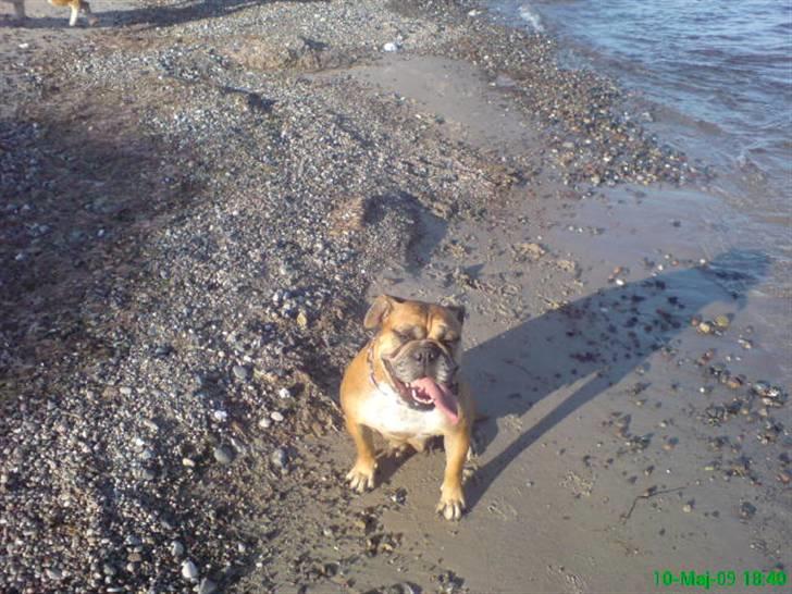 Blanding af racer papaya billede 1