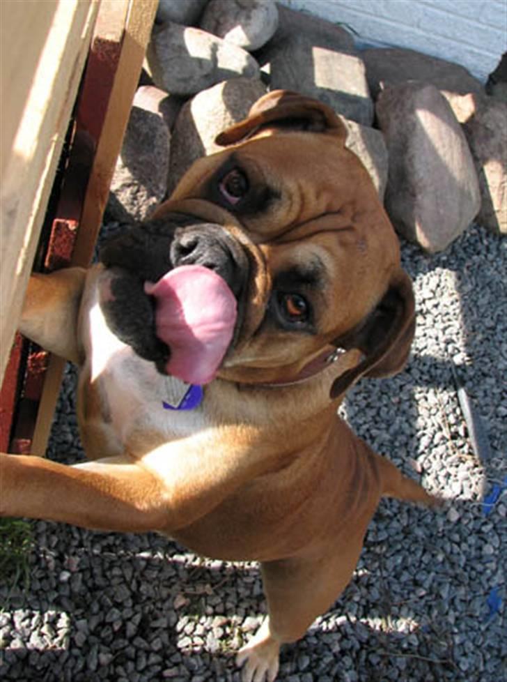 Blanding af racer papaya billede 2