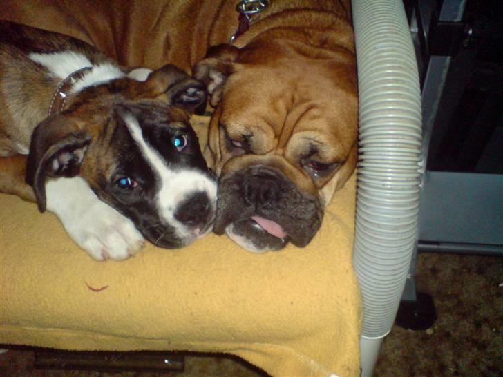 Blanding af racer papaya billede 3