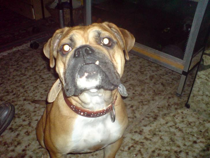 Blanding af racer papaya billede 4