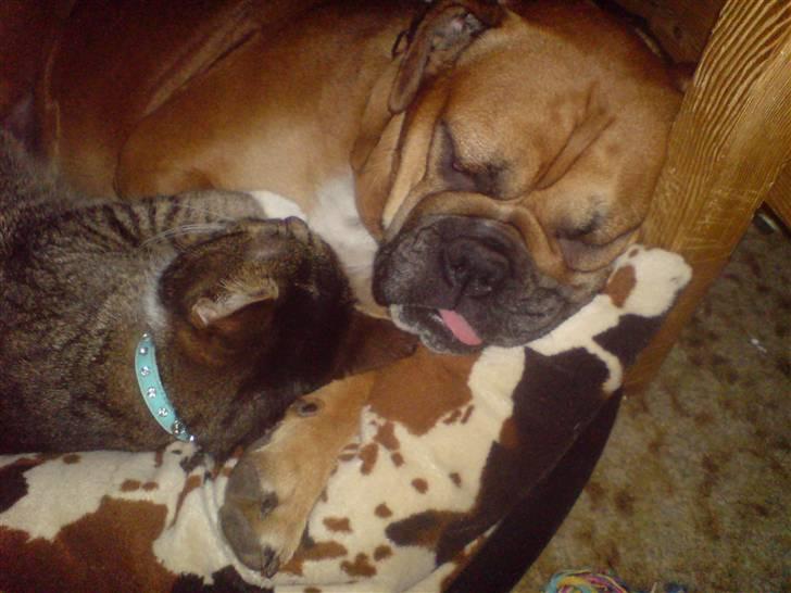 Blanding af racer papaya billede 5