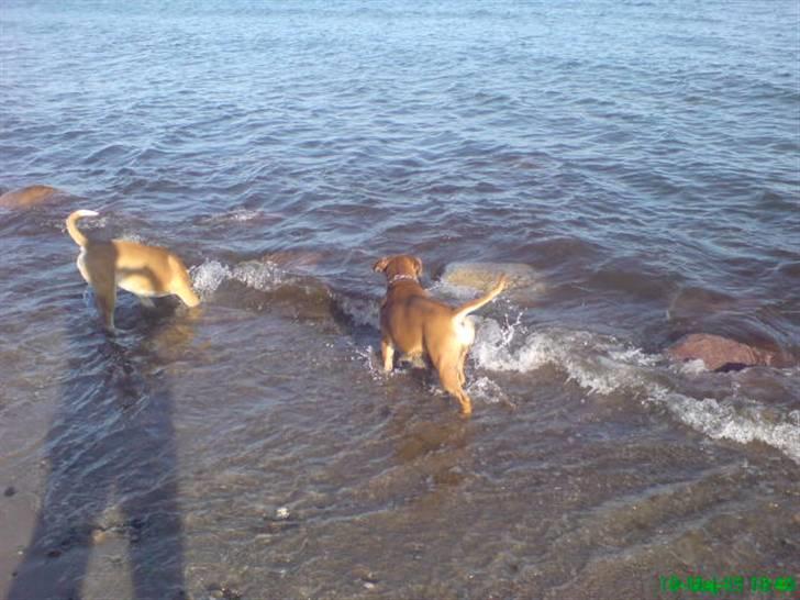 Blanding af racer papaya billede 6