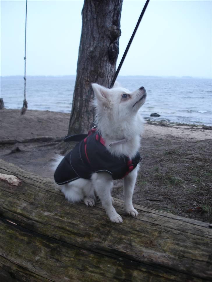 Volpino italiano Hedehuset´s Santa Lucia billede 1