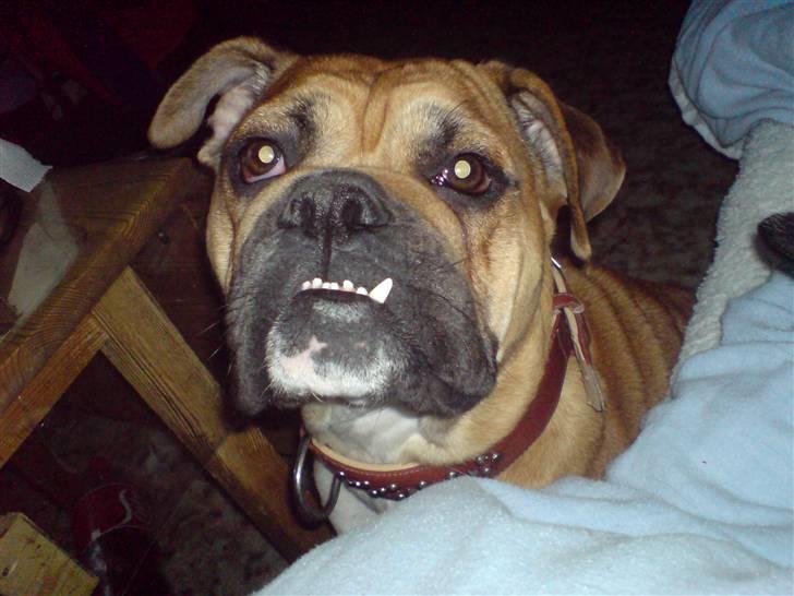 Blanding af racer papaya billede 7