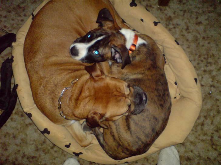 Blanding af racer papaya - Papaja og Disko der puter billede 8