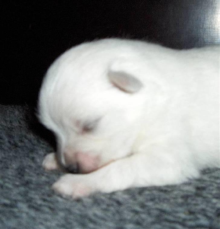 Volpino italiano Hedehuset´s Santa Lucia billede 2