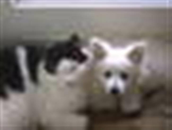 Volpino italiano Hedehuset´s Santa Lucia billede 3