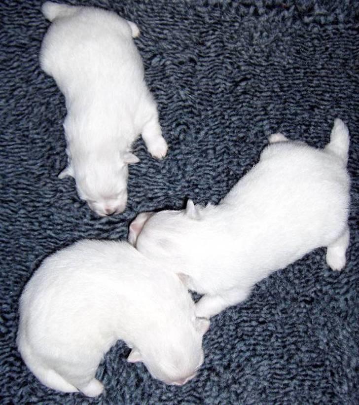 Volpino italiano Hedehuset´s Santa Lucia billede 4