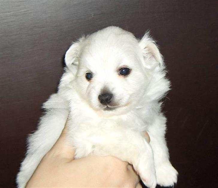 Volpino italiano Hedehuset´s Santa Lucia billede 5