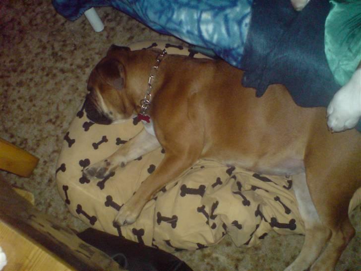 Blanding af racer papaya billede 9