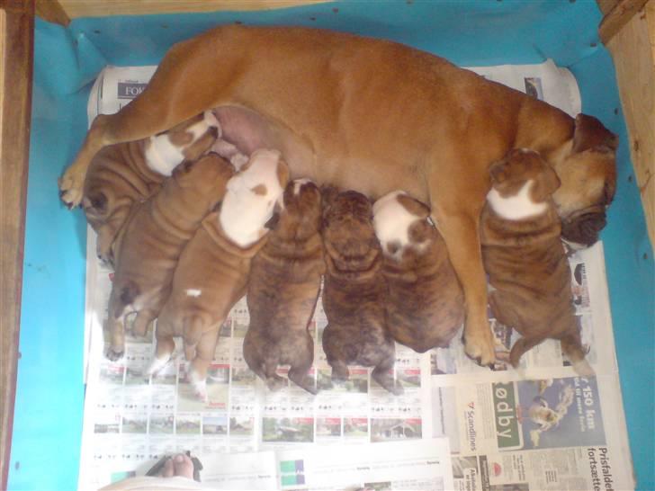 Blanding af racer papaya billede 10