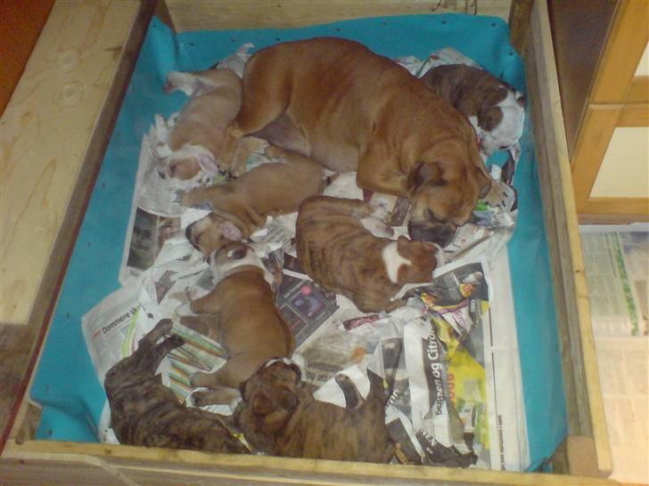 Blanding af racer papaya billede 11