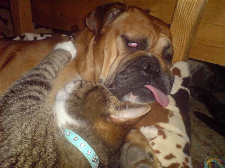 Blanding af racer papaya billede 12